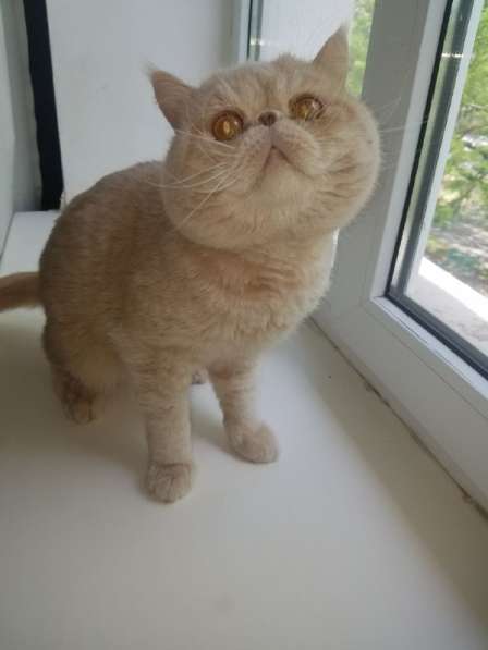 Кот ЭКЗОТ-ЭКСТРИМАЛ приглашает на вязку в фото 6