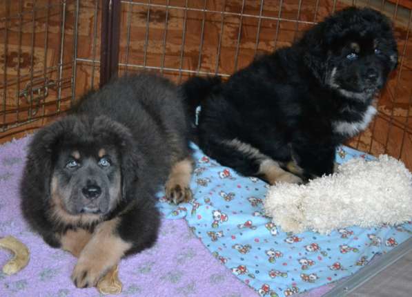 Тибетский мастиф - лучший страж на территории в Москве фото 16