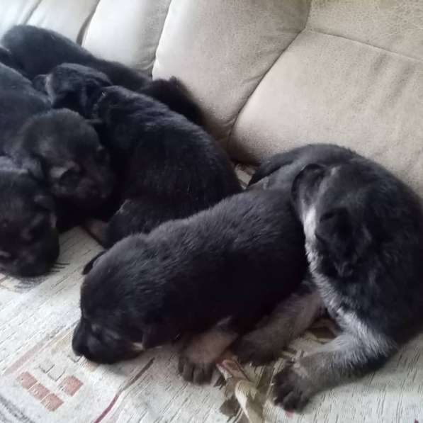 Продам щенков овчарки в Егорлыкской фото 3