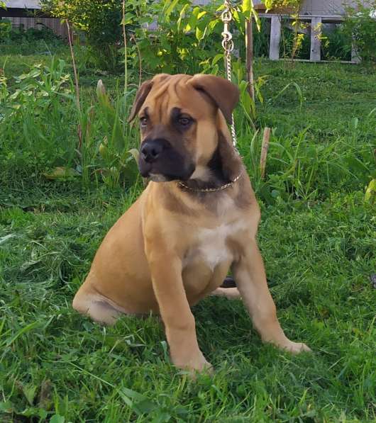 Щенок ка де бо (кадебо) в Москве фото 4