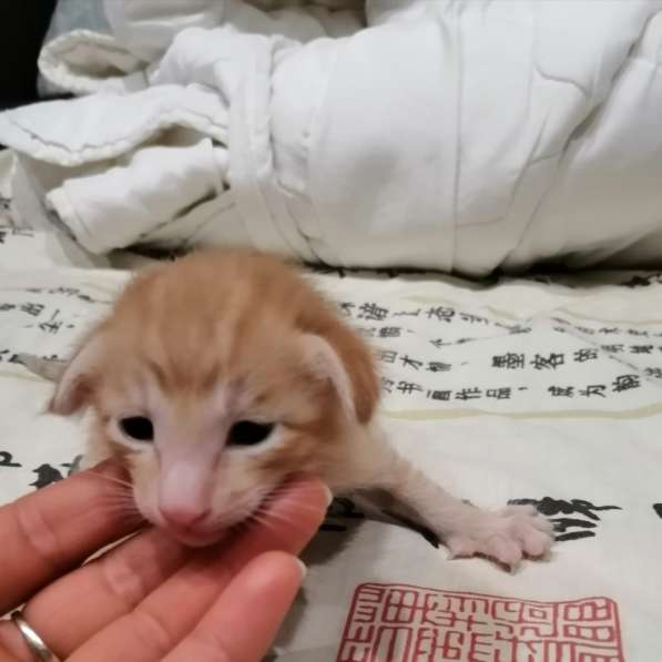 Ориентальный котик в Тюмени фото 11