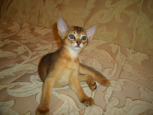 Абиссинский котик в Новосибирске