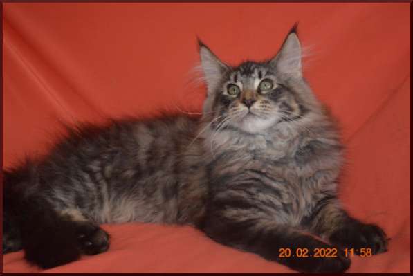 Роскошный черный котик мейн-кун из питомника в Астрахани фото 64