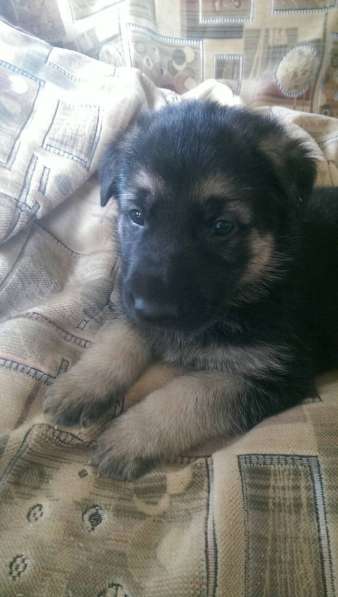 Продаются щенков ВЕО в Евпатории фото 33