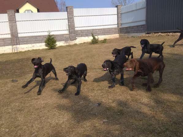 Курцхаар Щенки в фото 21