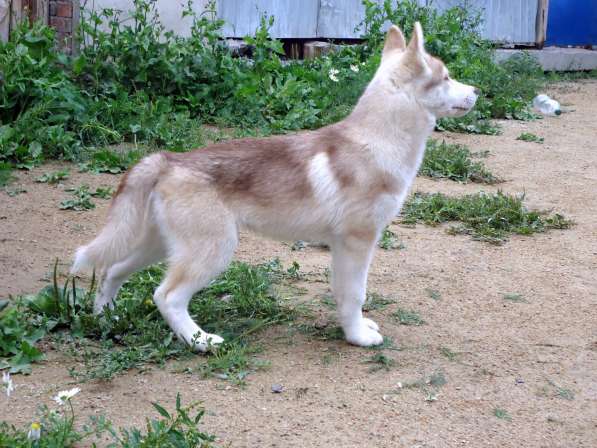 Продажа щенков Хаски в Новосибирске фото 15