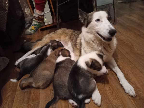 Щенки лайки западно сибирская в