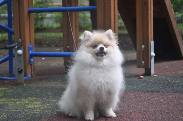 Себастьян Барон С Рублевки в Москве