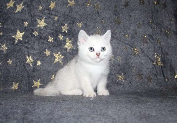 Котенок британец драгоценного окраса BRI ns11 в Новосибирске фото 6