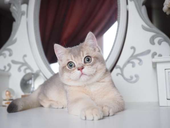 British Cat Caif в фото 9