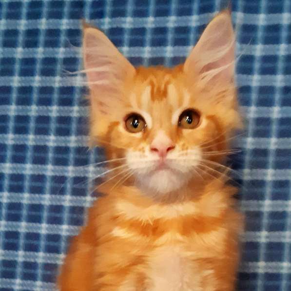 Рыжики из питомника в Екатеринбурге фото 73