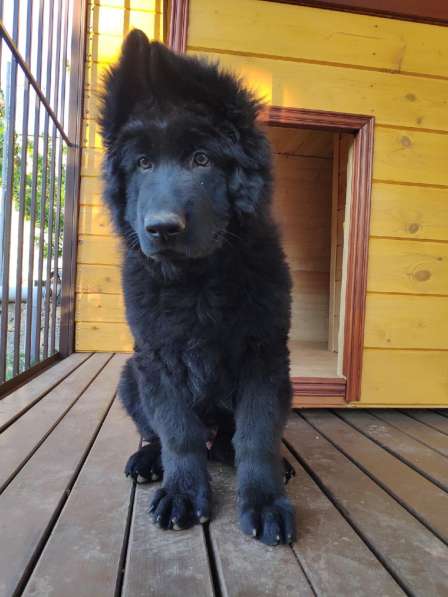 Черный щенок немецкая длинношерстная овчарка в Алуште фото 7