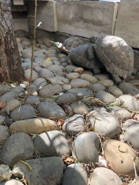 Черепаха сухопутная в Адлере фото 3