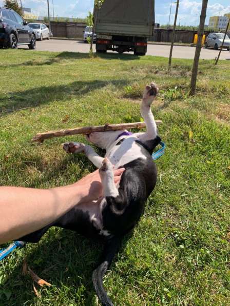 Щенок стаффа в Москве фото 4