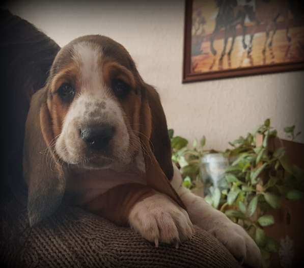 Щенки Бассет-хаунд в Армавире фото 27