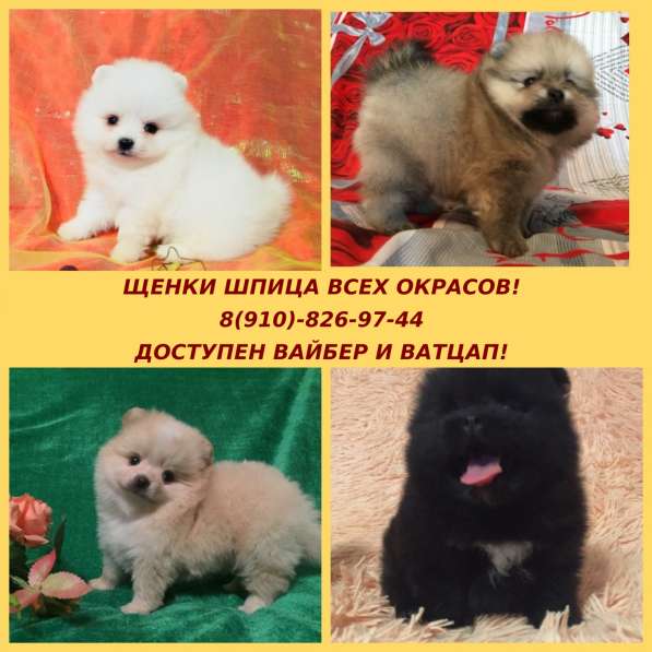 Малыши шпица