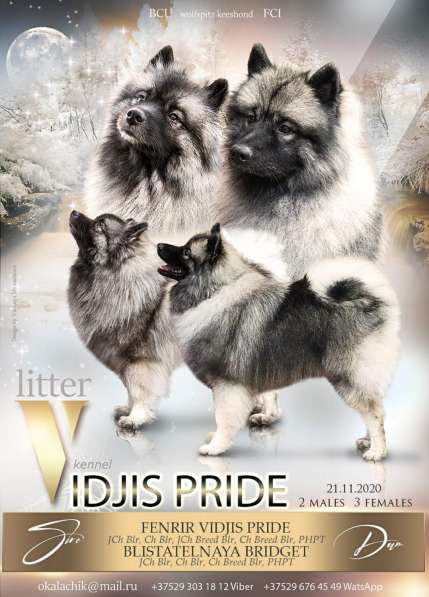 Щенки вольфшпица/кеесхонда в фото 7