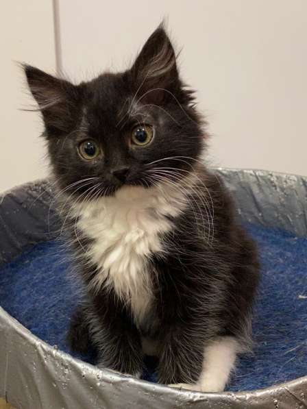 Чудесные котята ищут семью в Москве фото 8