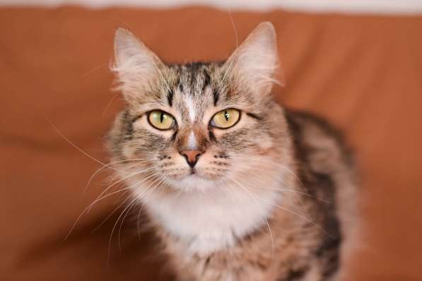 Пушистая молодая кошечка Джина в дар в Москве фото 10