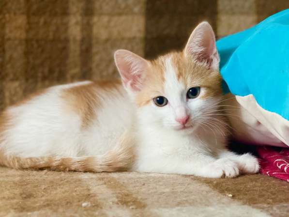 Рыженький котенок Огонёк- сплошное очарование