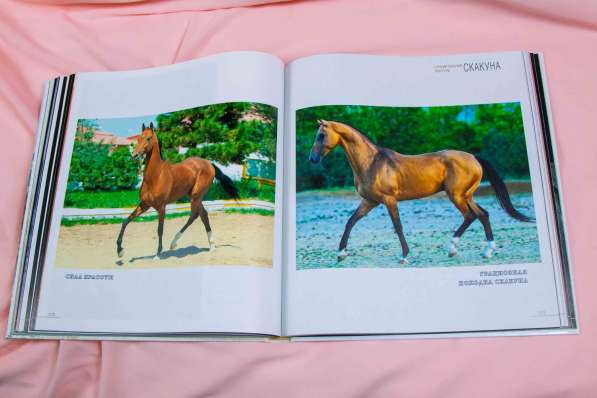 Книга-альбом про Ахалтекинцев, лошади, Туркмения в Москве фото 6