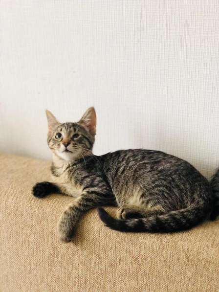 Мурлыка-котенок с дефектом глазика очень ищет дом в Санкт-Петербурге фото 40