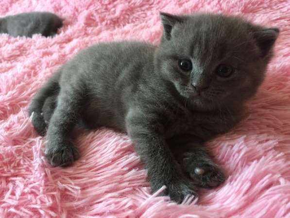 Продам британских котят