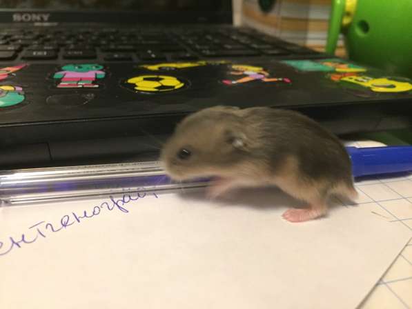 Джунгарские хомяки