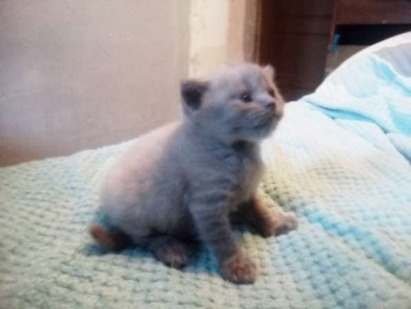 Шотландский денди скоттиш- страйт в Санкт-Петербурге фото 26