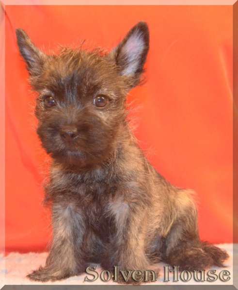 Щенки Керн терьера, девочки в Москве фото 7