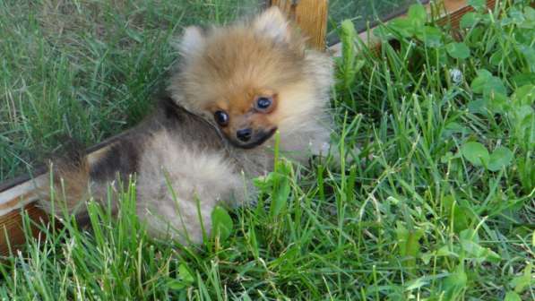 Щенок померанского шпица- микро - медвежонок в фото 17
