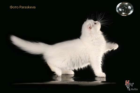 Котенок - счастье в дом в Санкт-Петербурге фото 7