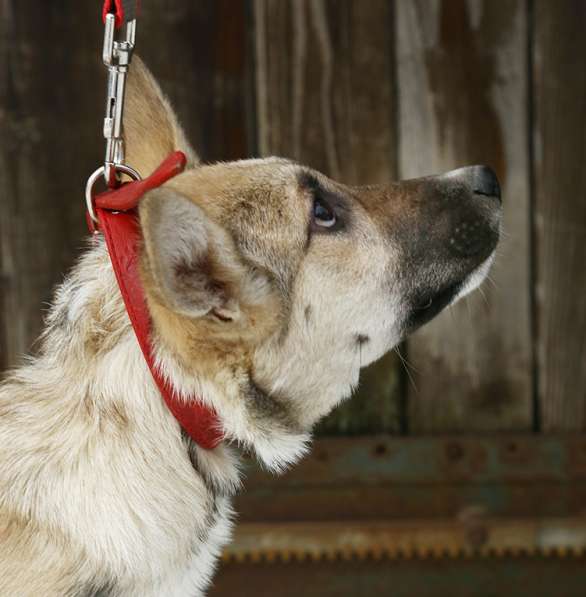 Тонконогая собачка-лань Елисея в добрые руки в Москве фото 16