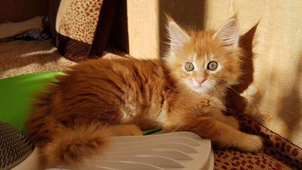 Продаётся красная девочка мейн-кун в Санкт-Петербурге фото 61