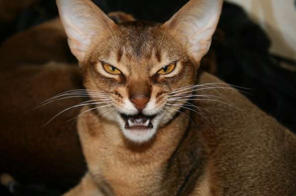 Алабай в добрые руки в Новосибирске фото 3