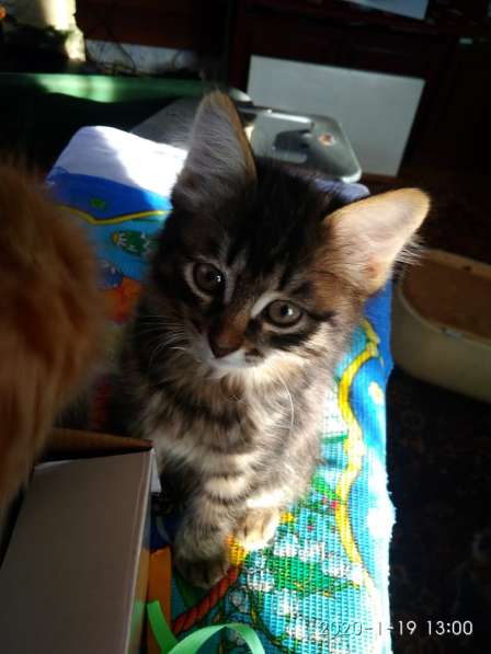 Отдам котенка в добрые руки! в Братске фото 4