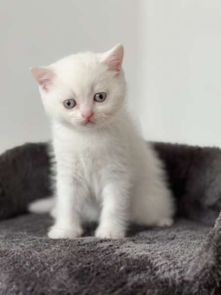 Продаю британских милых котят в фото 3