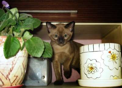 Тонкинские котята в Санкт-Петербурге фото 5