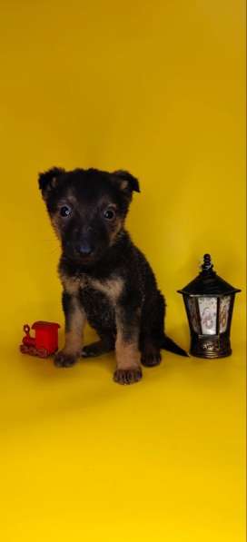 7 очаровательных щенят в дар в Москве фото 5