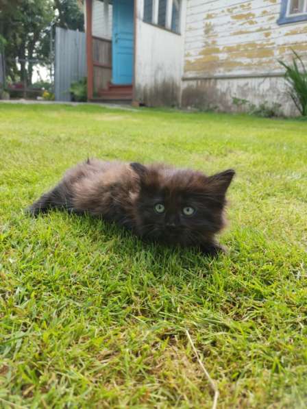 Котята бесплатно в Иванове фото 4