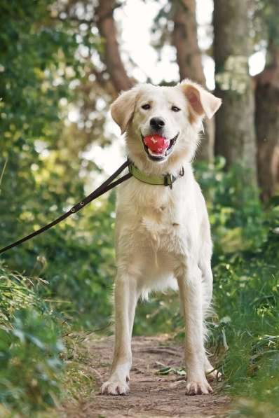 Ищет дом чудесный пес Арни в Москве фото 12