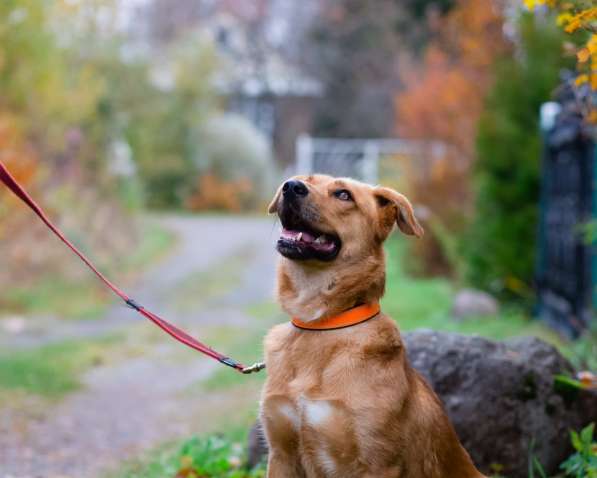 Мягкая и послушная молодая собака ищет дом в Санкт-Петербурге фото 19