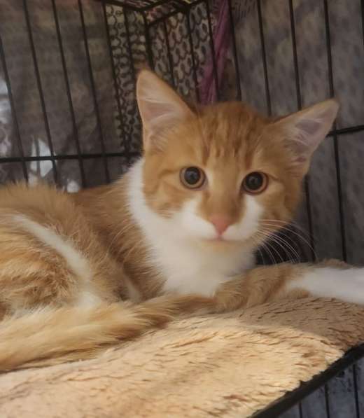 Рыжие котята в добрые руки в Москве