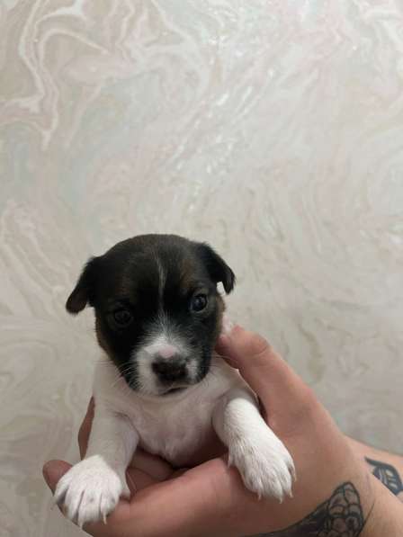 Щенки Джек Рассел терьер в Москве фото 10