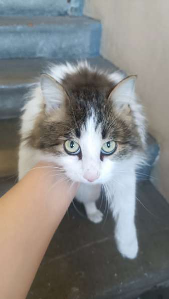 Кастрированный котик в добрые руки в Улан-Удэ