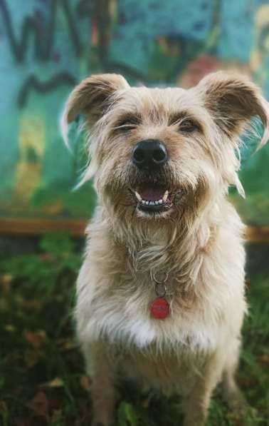 Замечательная Лиза в добрые руки в Москве