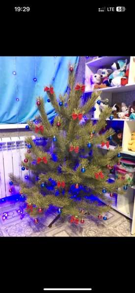 Новогодняя ёлка (сосна) в Чите