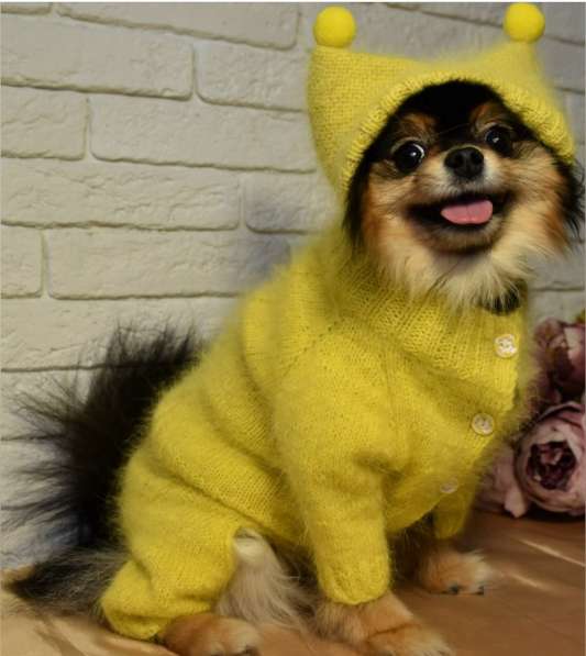 Одежда для собак в Омске фото 3