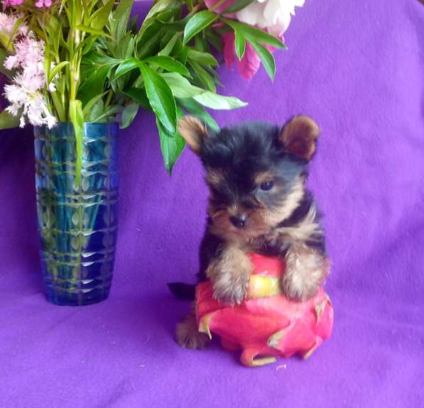 Йорк миниатюрный мальчик в Москве