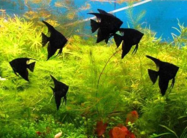 Аквариумные растения и редкие Скалярии в Санкт-Петербурге фото 3